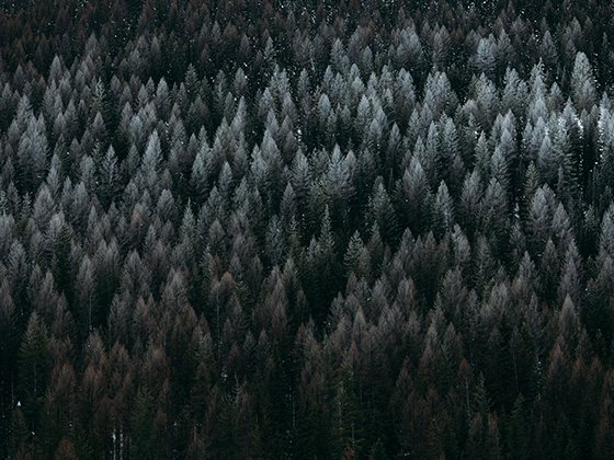 Tree Scenic Image